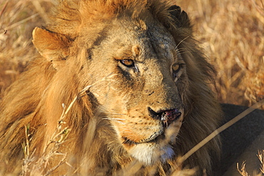African lion (Leo panthera), Serengeti National Park, Tanzania, East Africa, Africa