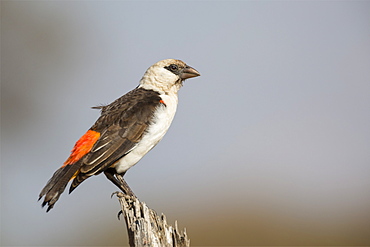 White-headed buffalo weaver (Dinemellia dinemelli), Serengeti National Park, Tanzania, East Africa, Africa