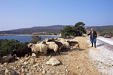 Shepherd and sheep, island of Skiros, Sporades, Greece, Europe