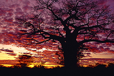 Baobab tree silhouetted by spectacular sunrise, Kenya, East Africa, Africa