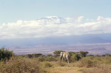 Amboseli Game Reserve and Mount Kilimanjaro, Kenya, East Africa, Africa