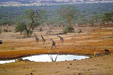 Giraffe, Tsavo West National Park, Kenya, East Africa, Africa