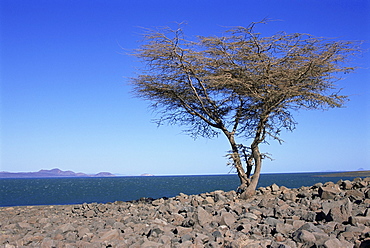 Lake Turkana, Kenya, East Africa, Africa