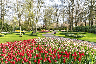 Red and pink tulips at Keukenhof Gardens, Lisse, South Holland province, Netherlands, Europe