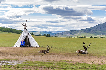 Woman from the Reindeer People with typical tent and two reindeers, Hovsgol province, Mongolia, Central Asia, Asia