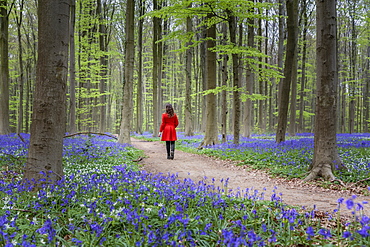 Woman in red coat walking through bluebell woods, Hallerbos, Belgium, Europe