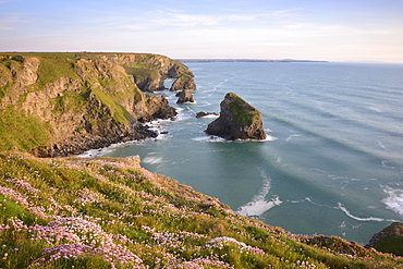 Sea Thrift growing on cliffs overlooking Bedruthan Steps, Cornwall, England, United Kingdom, Europe