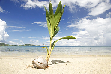 Young coconut palm tree establishing itself on an island, Fiji, Pacific