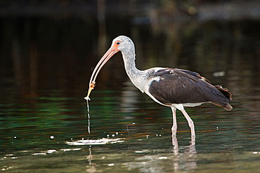 Juvenile white Ibis (Eudocimus albus) eating shrimp, United States of America, North America