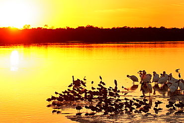 Sunset at Ding Darling Wildlife Refuge on Sanibel island, Florida, United States of America, North America