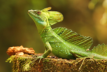 Male Jesus Christo Lizard, Costa Rica, Central America