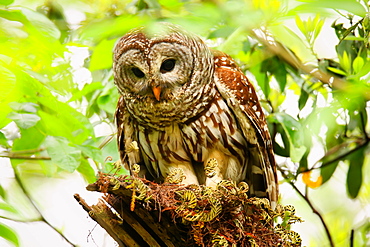 Barred Owl (Strix varia) sitting on a tree, United States of America, North America