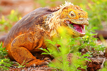 Galapagos Land Iguana (Conolophus subcristatus) eating flowers, on North Seymour island, Galapagos National Park, Ecuador, South America