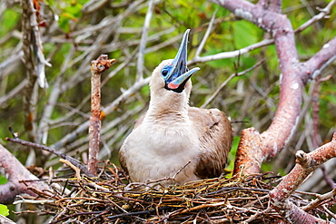 Red-footed Booby (Sula sula) sitting on a nest, Genovesa island, Galapagos National Park, Ecuador, South America