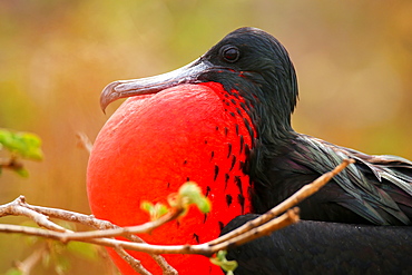 Male Magnificent Frigatebird (Fregata magnificens) with inflated gular sac, North Seymour Island, Galapagos National Park, Ecuador, South America