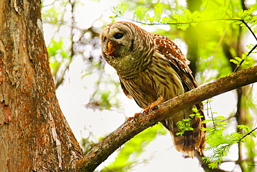 Barred Owl (Strix varia) sitting on a tree, United States of America, North America