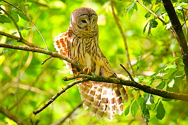 Barred Owl (Strix varia) stretching its wing, United States of America, North America