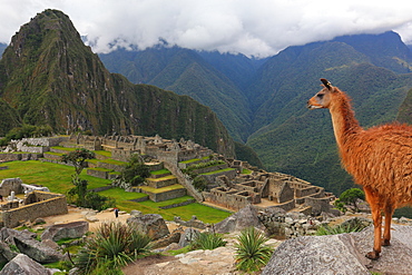 Llama standing at Machu Picchu viewpoint, UNESCO World Heritage Site, Peru, South America