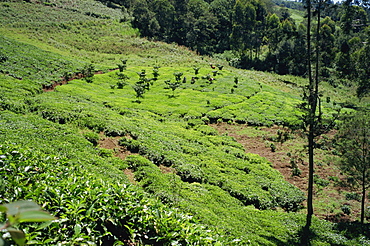 The high tea country of Kikuyu land, near Kangema, Kenya, East Africa, Africa