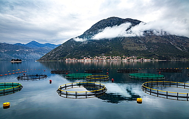 Looking across the Bay of Kotor towards the town of Perast, with circular fishing nets in the foreground, Bay of Kotor, UNESCO World Heritage Site, Montenegro, Europe