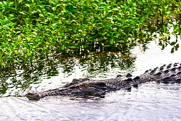 Saltwater crocodile at Yellow Water Wetlands and Billabong, Kakadu National Park, UNESCO World Heritage Site, Northern Territory, Australia, Pacific