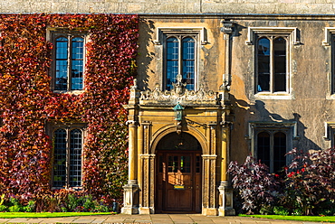 Ivy on the walls of Trinity College, Cambridge University, Cambridge, Cambridgeshire, England, United Kingdom, Europe