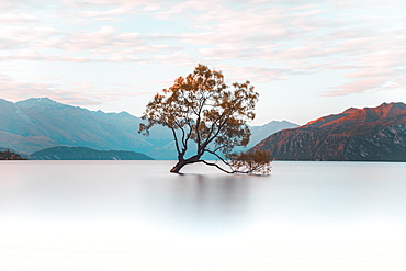 That Wanaka Tree, Wanaka, Otago, South Island, New Zealand, Pacific