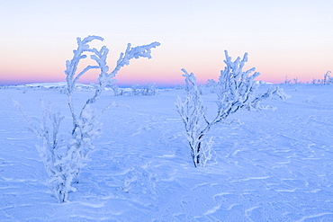 Plants ice encrusted in an uninhabited area of Lapland, Riskgransen, Norbottens Ian, Lapland, Sweden, Scandinavia, Europe