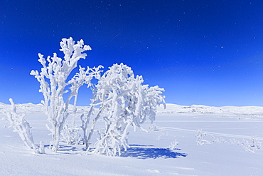 The full moon illuminates the snowy landscape, Riskgransen, Norbottens Ian, Lapland, Sweden, Scandinavia, Europe