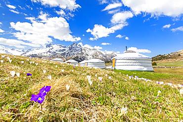 Spring at the Mongolian tents of Alp Flix, Sur, Surses, Parc Ela, Region of Albula, Canton of Graubunden, Switzerland, Europe