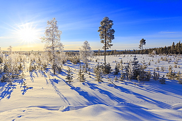 Vegetation covered with snow during the winter, Vittangi, Norbottens Ian, Lapland, Sweden, Scandinavia, Europe