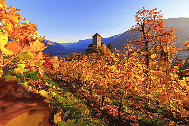 Sunset light illuminates the vineyards surrounding Tirolo Castle, Merano, Val Venosta, Alto Adige-Sudtirol, Italy, Europe