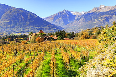 View of Ramez Castle surrounded by vineyards, Ramez Castle, Merano, Val Venosta, Alto Adige-Sudtirol, Italy, Europe