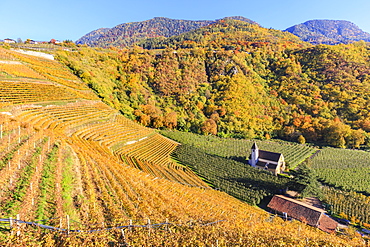 View of St. Valentin church surrounded by autumn colors, Merano, Val Venosta, Alto Adige-Sudtirol, Italy, Europe