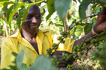 A young boy checks his coffee plant, Uganda, Africa