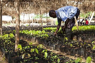 A man tends to small cocoa trees at a cocoa nursery in Ghana, West Africa, Africa