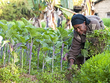 A woman working in the fields on her farm, Ethiopia, Africa