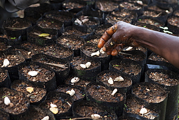 Cocoa beans being planted at a cocoa nursery in Ghana, West Africa, Africa