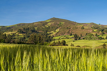 Crops growing with backdrop of rolling hills, Ethiopia, Africa