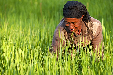 A woman working in the fields on her farm, Ethiopia, Africa