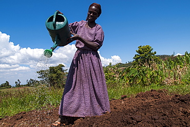 A woman waters her crops using a watering can, Ethiopia, Africa