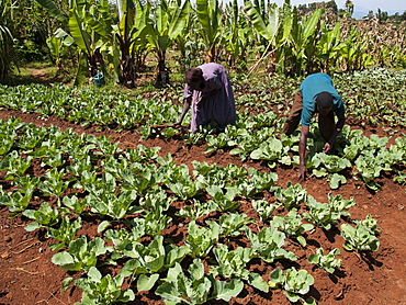 Husband and wife tend to their field of cabbages, Ethiopia, Africa