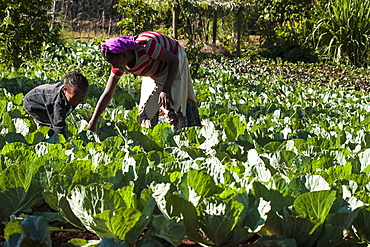 A mother and daughter harvest some cabbages, Ethiopia, Africa