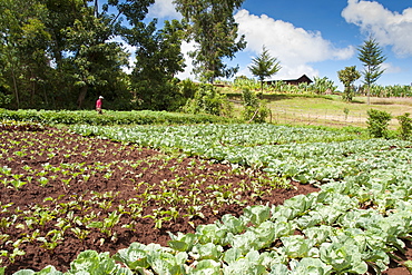 A farmer standing in his fields of vegetables, Ethiopia, Africa