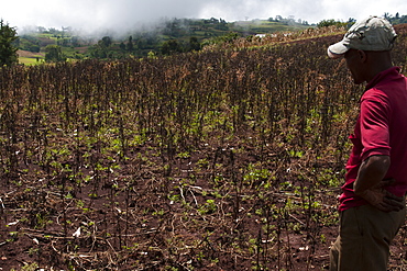 A male farmer looks out at his failed crop, Ethiopia, Africa