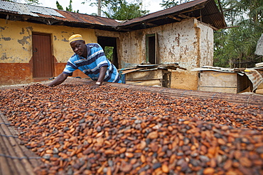 A cocoa farmer spreading cocoa beans out to dry at his farm, Ghana, West Africa, Africa