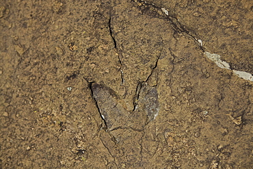 Dinosaur foot prints in the rock on the mountains behind Morija Guest house, Lesotho, Africa