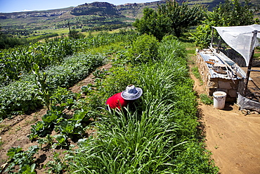 A female farmer weeding her vegetables in rural Lesotho, Africa