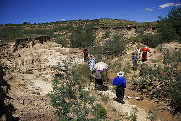 Women planting trees in a donga, a dry gully formed by running water, to help bind the soil, Lesotho, Africa