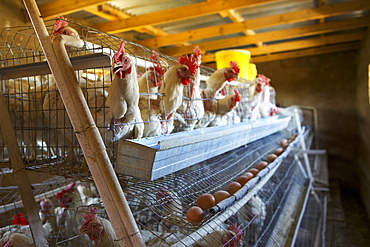 Chickens laying their eggs in cages, Lesotho, Africa